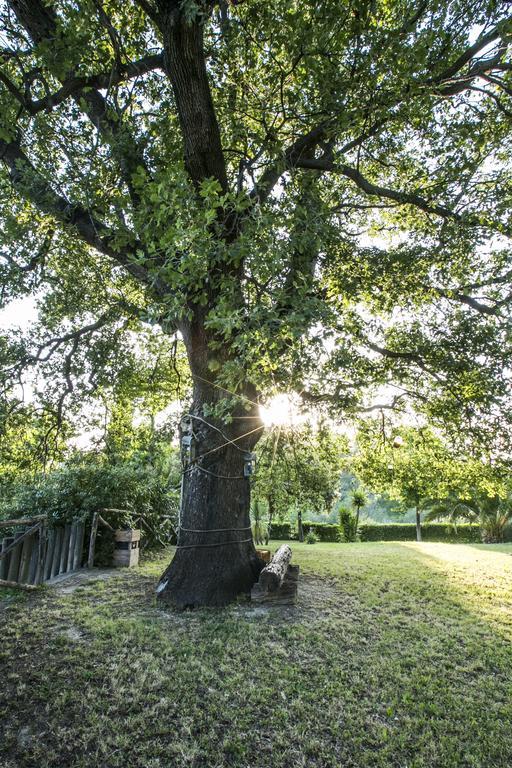 Agriturismo Col Morino Bed & Breakfast Pineto Dış mekan fotoğraf